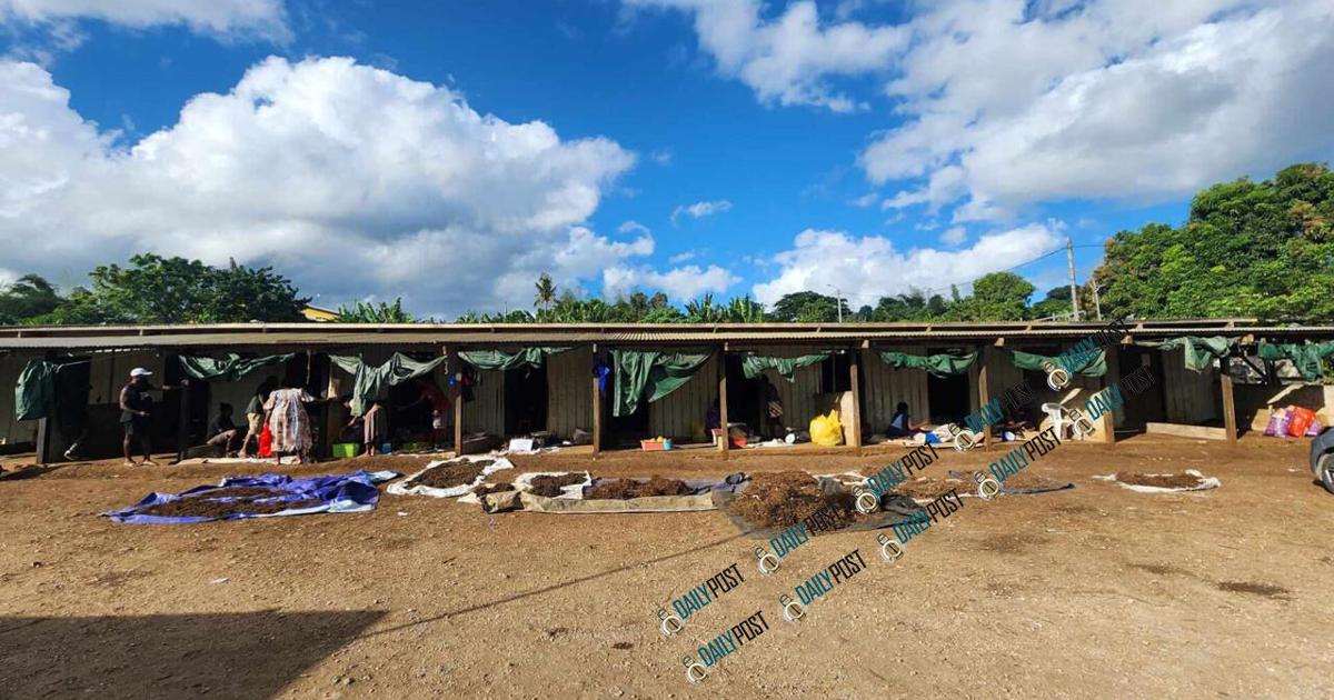 Vanuatu kava pioneer Lakeleo reflects on journey to commercialise kava