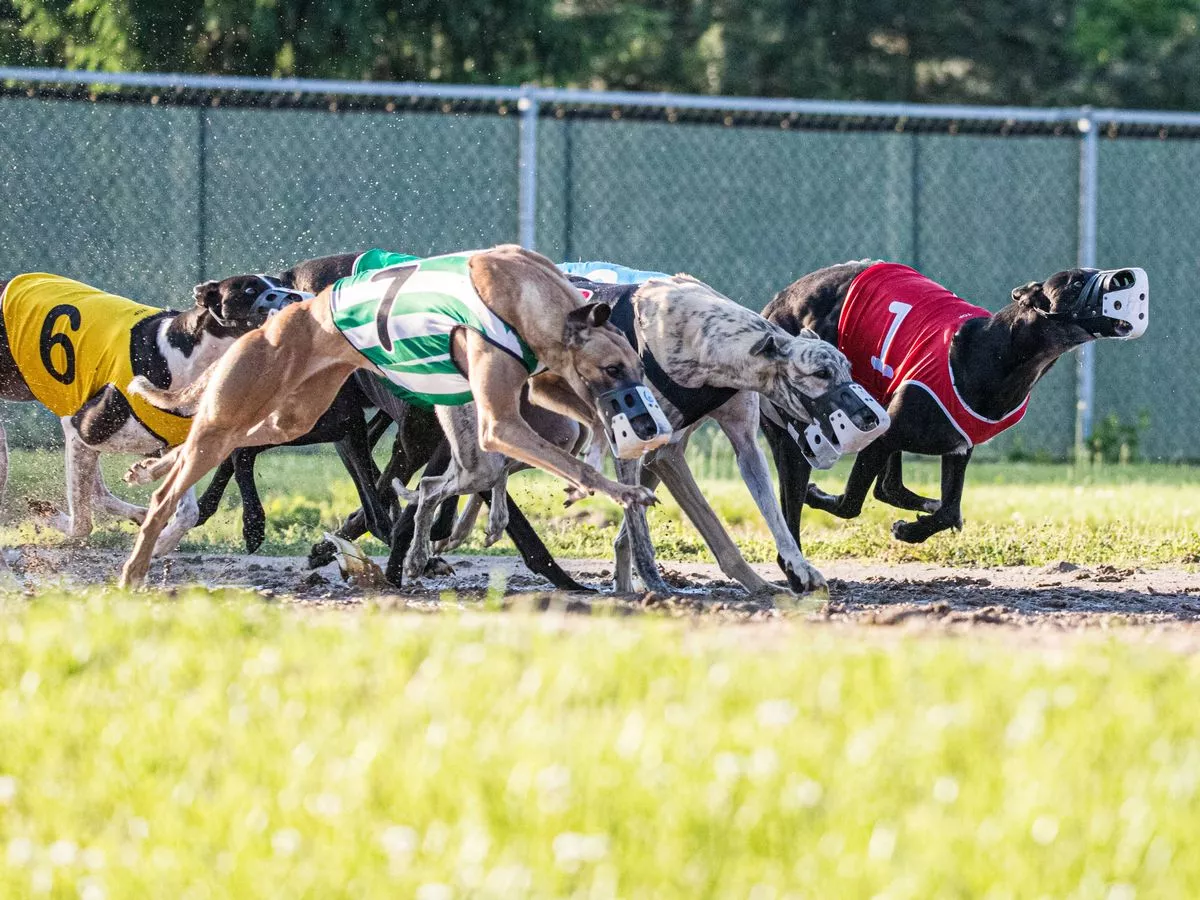 Government shares major update on UK greyhound racing's future after thousands complain