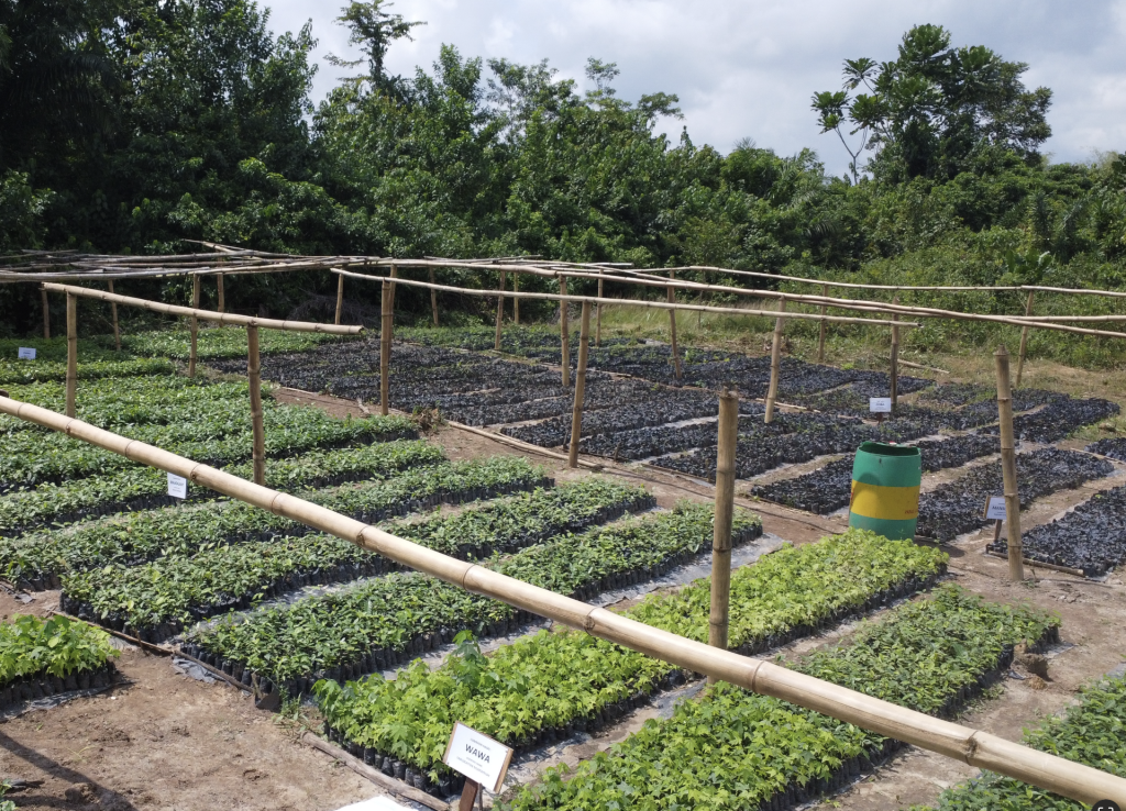 Ghanaian Women tend nation’s restoration movement through coffee and forest 