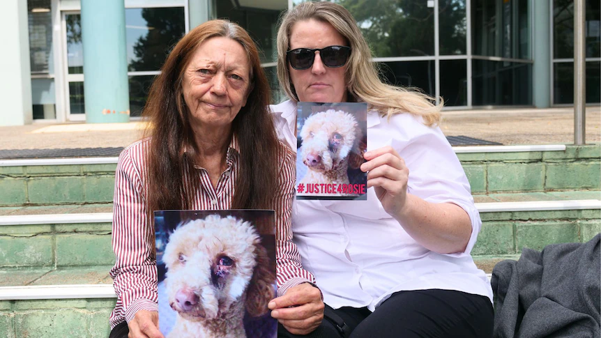 Man who shot poodle during robbery sentenced to eight years' jail