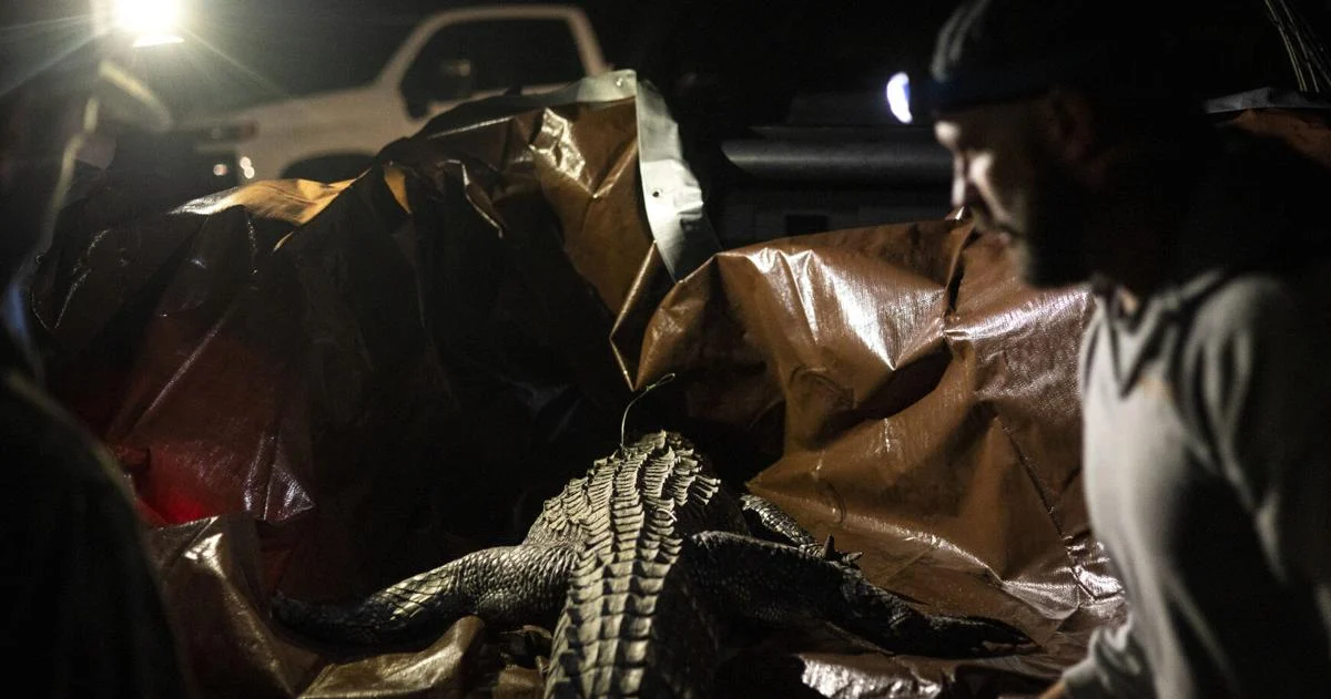 People from all over the country wanted in on SC's alligator hunting season