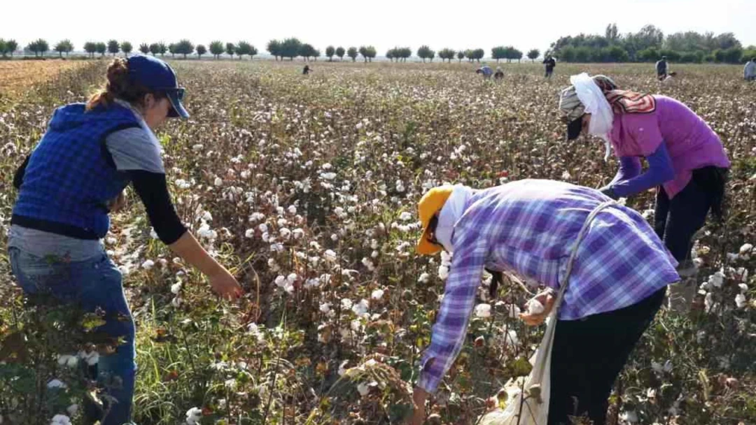 Forced Labor In Central Asian Cotton Fields Disrupts Schools, Hospitals