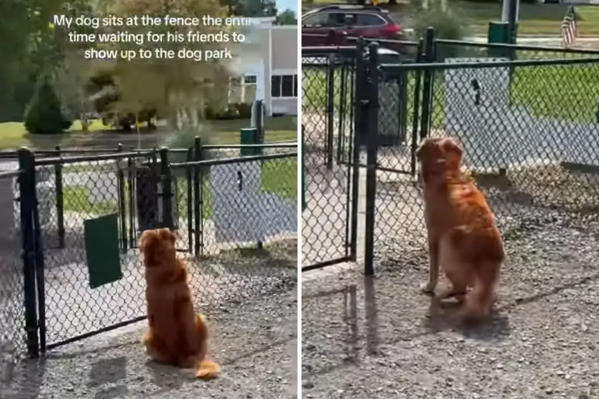 Tears at Golden Retriever Waiting Alone in Park for Friend To Play With Him