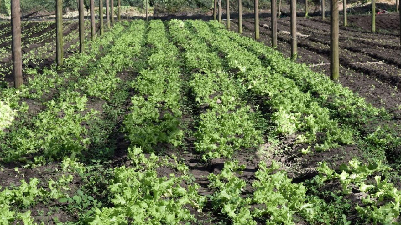 Fiji works to expand its export of organic products