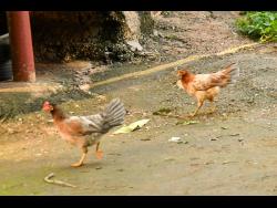 Common fowl demand soars