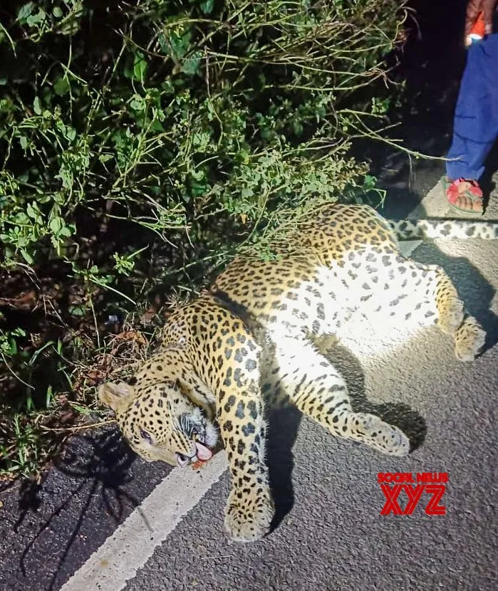 Bankura: Leopard Found Dead on Forest Edge #Gallery