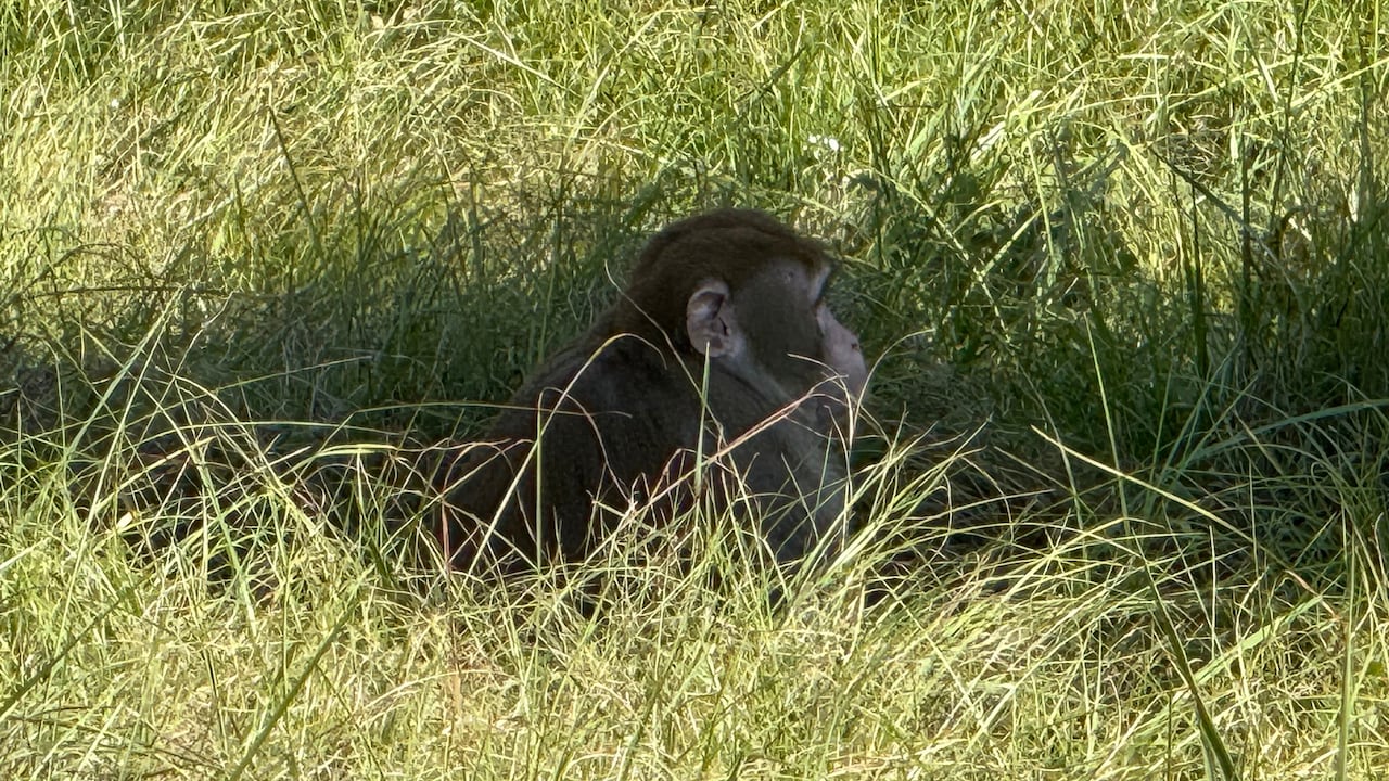 A monkey that escaped from an overturned truck has been fatally shot by Mississippi mom