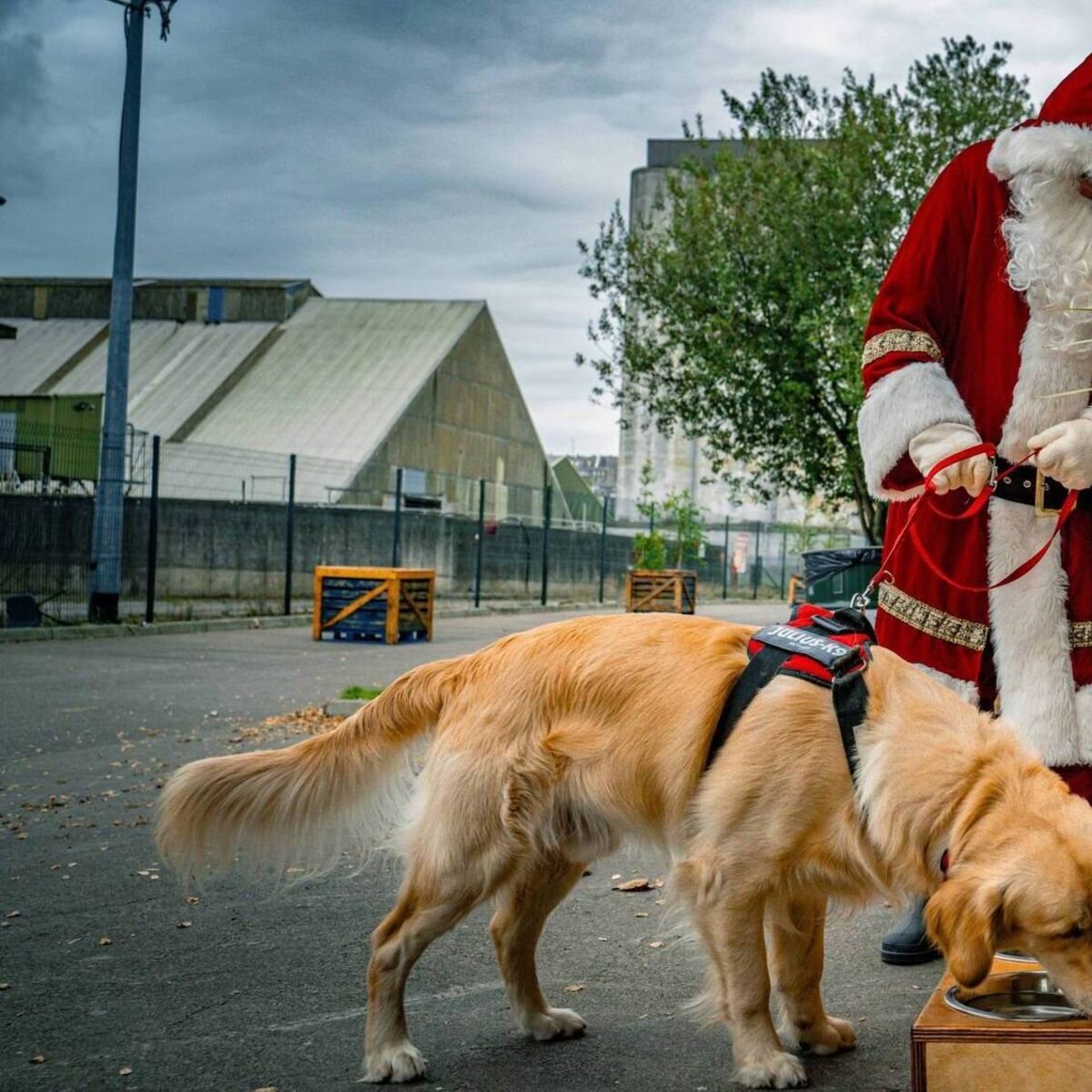 Dog-friendly Christmas cheer at Marina Market
