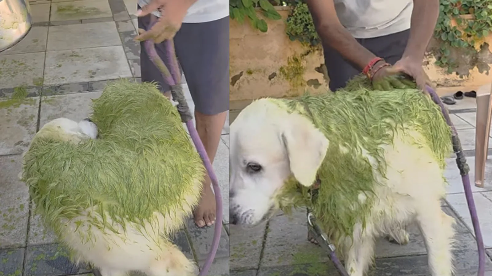 Bengaluru Man Gives Dog Neem-Turmeric Bath, Internet Jokes: ‘Matcha Flavoured Labrador Bhi Aa Gaya Market Mein’
