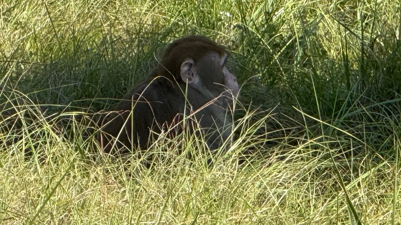 US Woman Shoots ‘Escaped’ Lab Monkey To Protect Her Kids: ‘Did What Any Mother Would...I Stood There & It Fell’