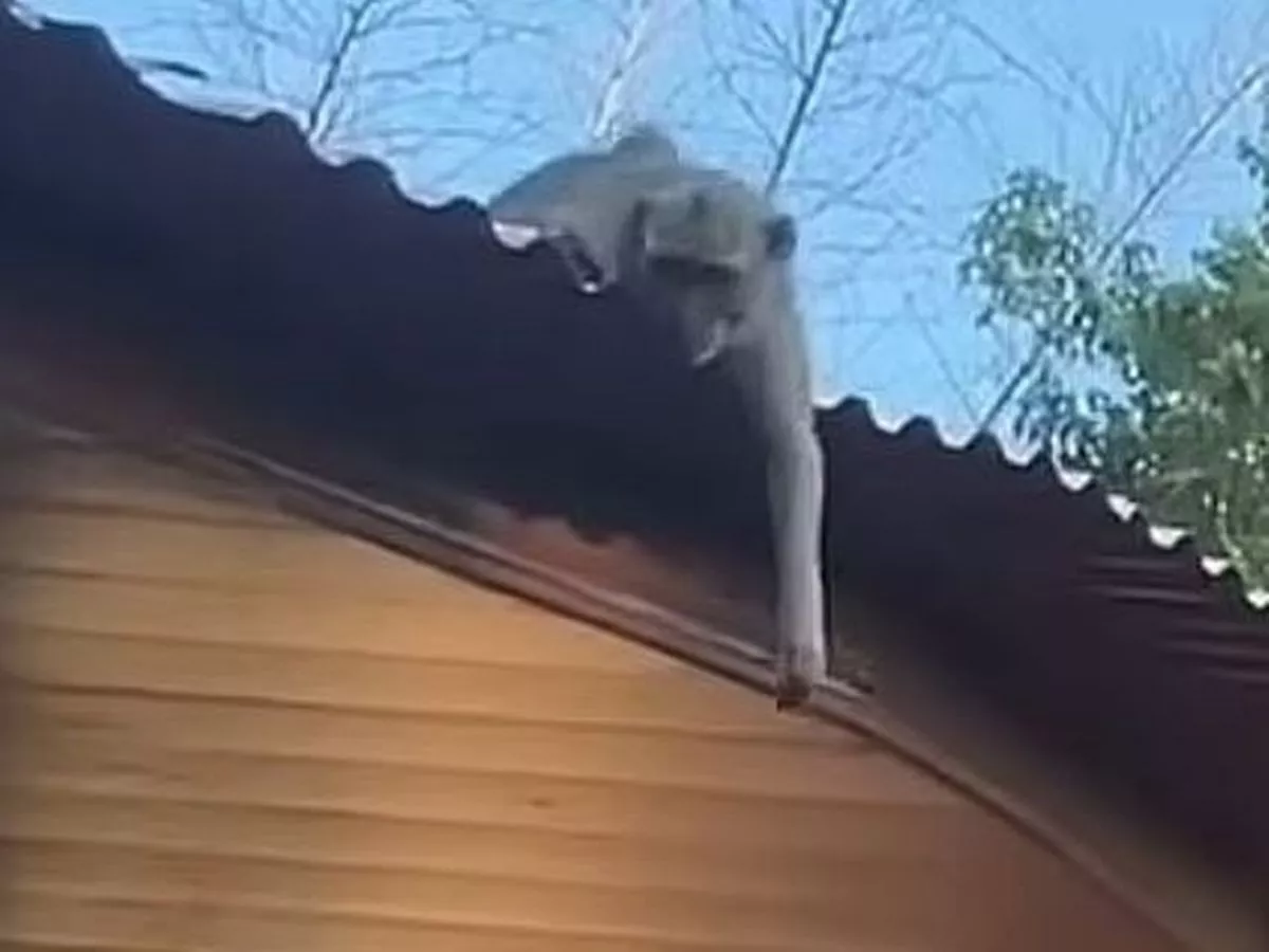 Paranoid famous sportsman cut short holiday because he feared monkeys were plotting against him