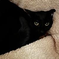 Nilly (Spirit Cat) 2 year old female Nilly is a