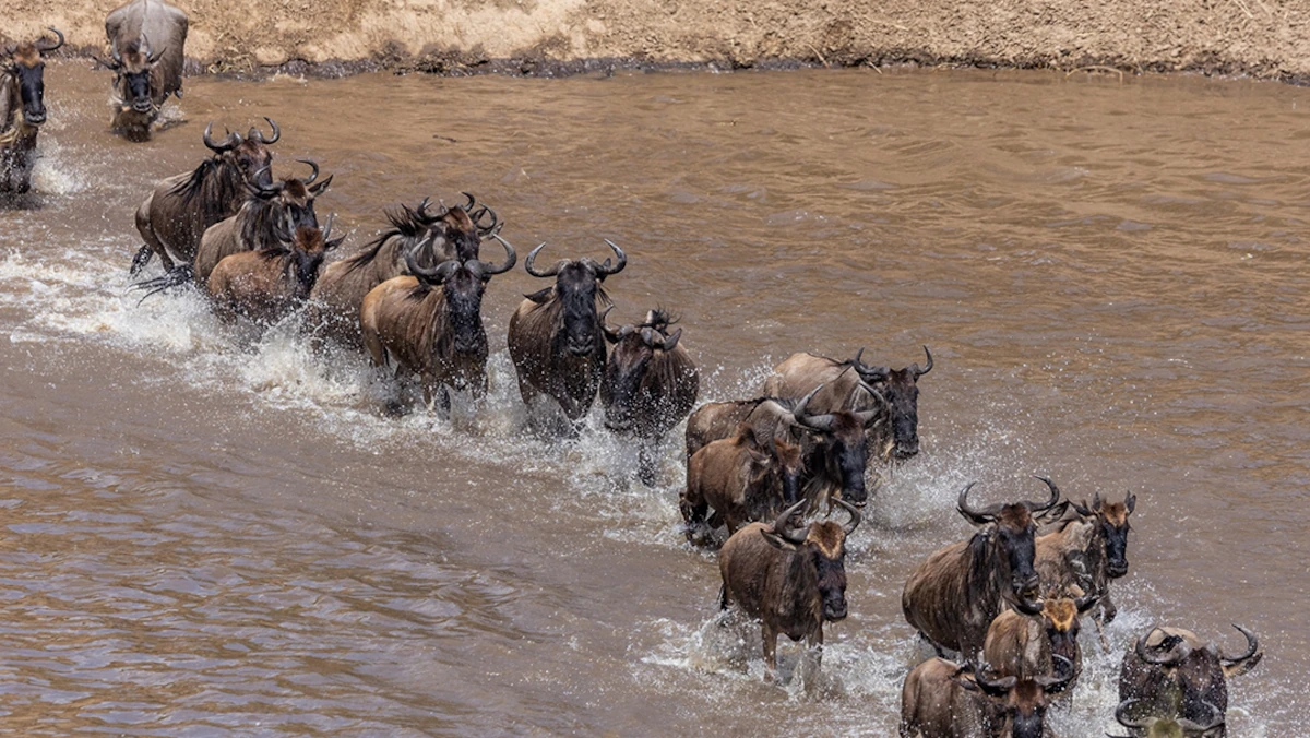Set out to witness the world's most incredible wildlife spectacle: the Great Migration in the Serengeti