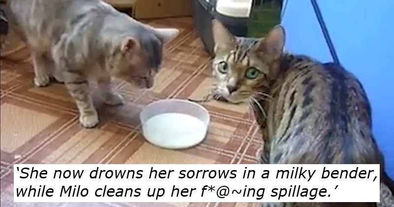 Proof that Ozzy Man can even turn two cats having a feline spat into top – if sweary – entertainment (NSFW)