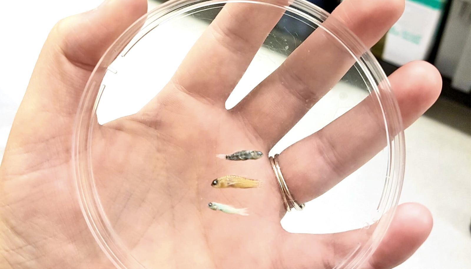 Why some fish stay so tiny