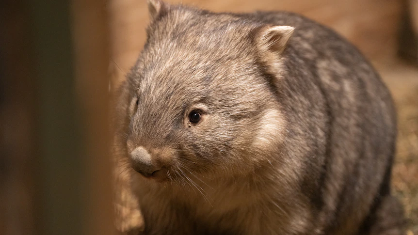 Fears wombats are under threat from dogs on Victoria's Bass Coast
