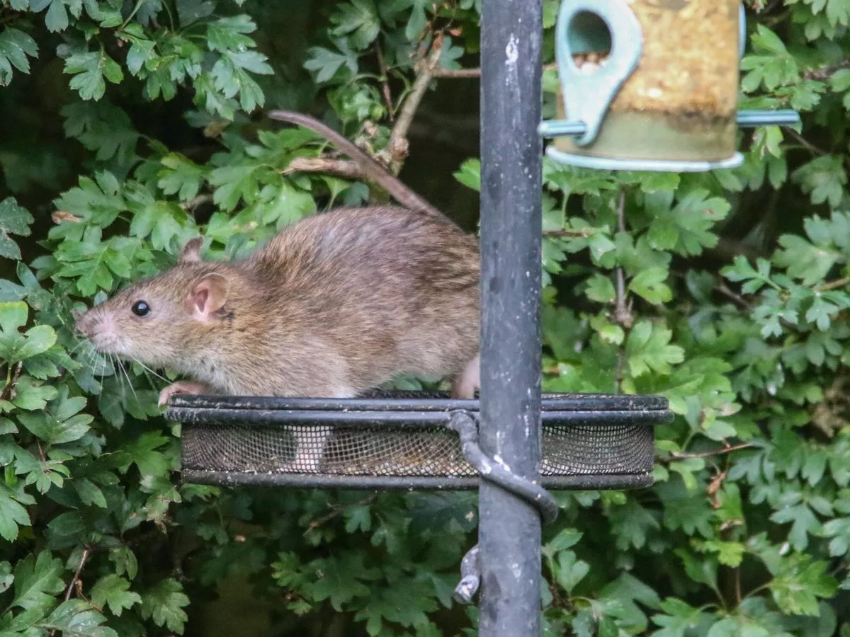 Stop rats and squirrels scaring off birds from gardens with 1 item added to bird tables