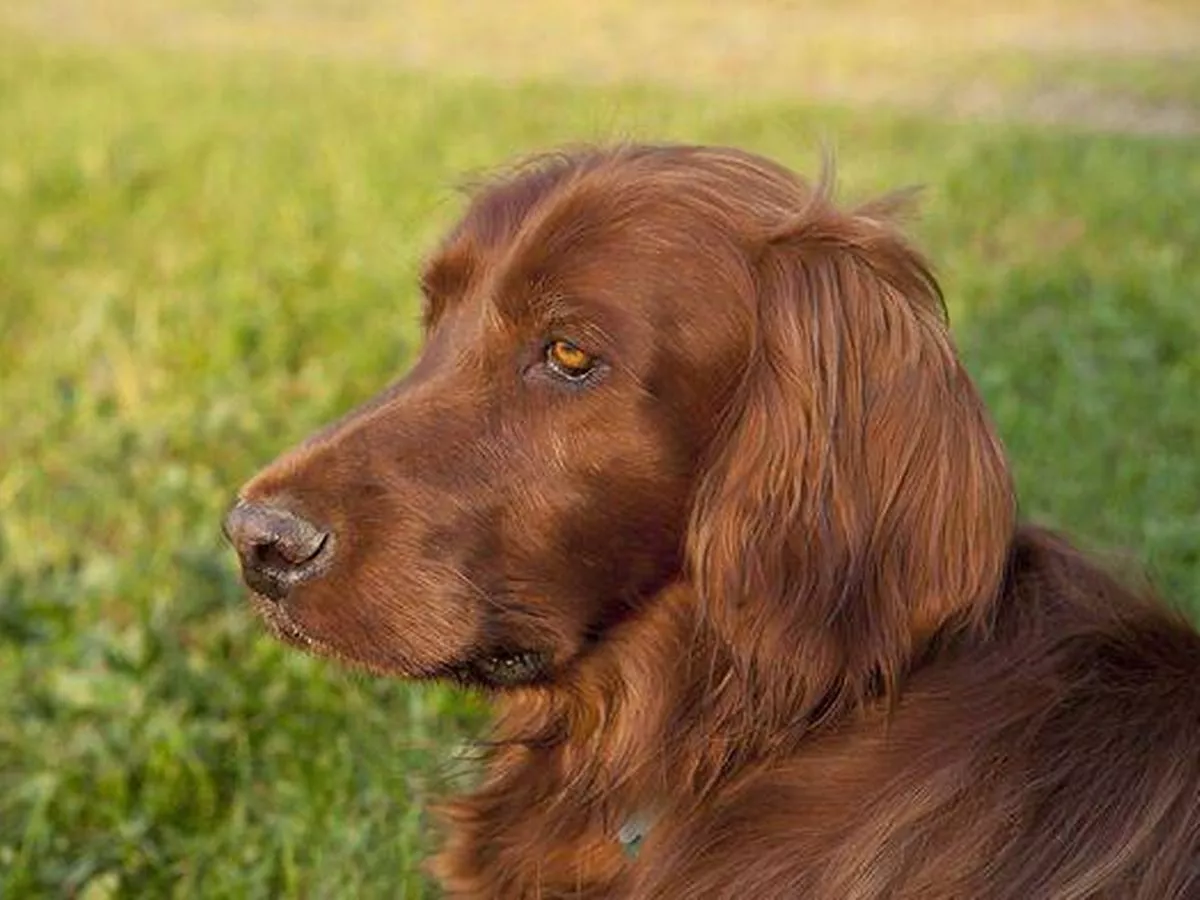 Pet experts name 9 friendliest dog breeds including 1 'perfect for kids'