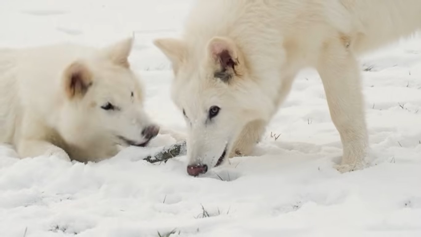 Colossal Biosciences Update: Lab That Brought Back Dire Wolf Buys Pet-Cloning Company
