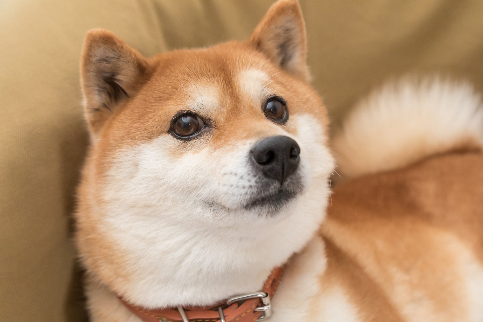 Should You Buy the Dogecoin ETF?