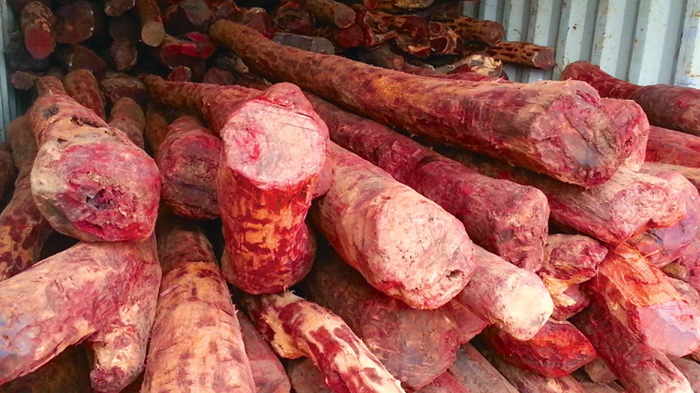 Rs 55 Lakh Disbursed To Tamil Nadu Farmers Cultivating Red Sanders Under ABS Framework