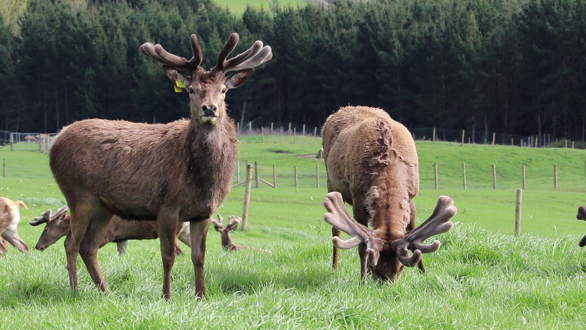 ‘Complicated’ time for velvet market