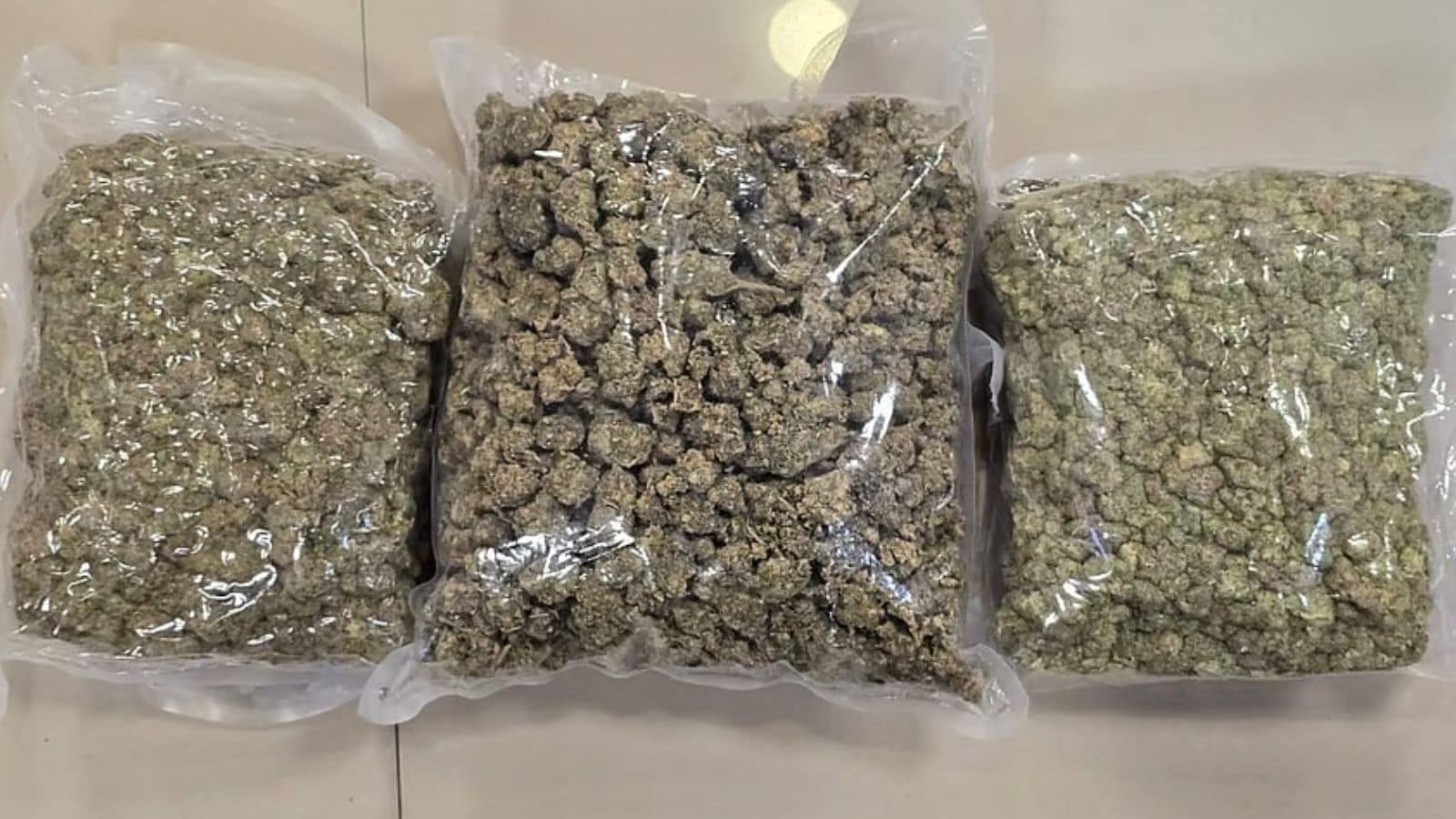 Op Weed Out: DRI Seizes Hydroponic Weed Worth Rs 42 Crore At Mumbai Airport