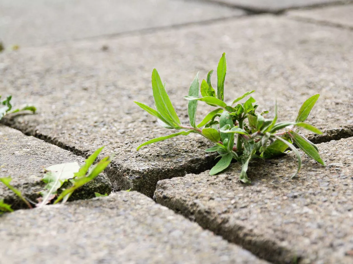 Weeds will die instantly and never grow back thanks to 1 item