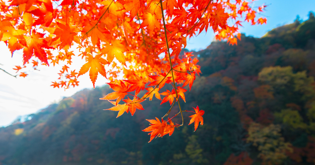 Fall Activity That Supports Overall Health, Cleveland Clinic Doctor Says