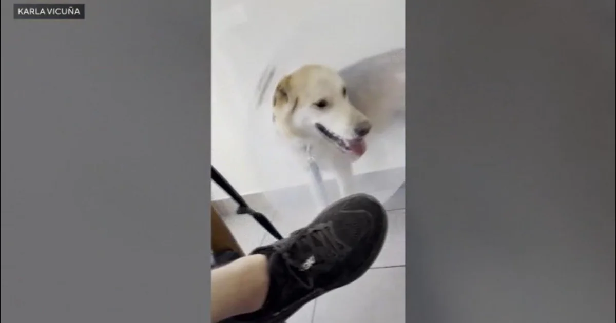 Dog tests positive for meth after morning walk in North Hollywood