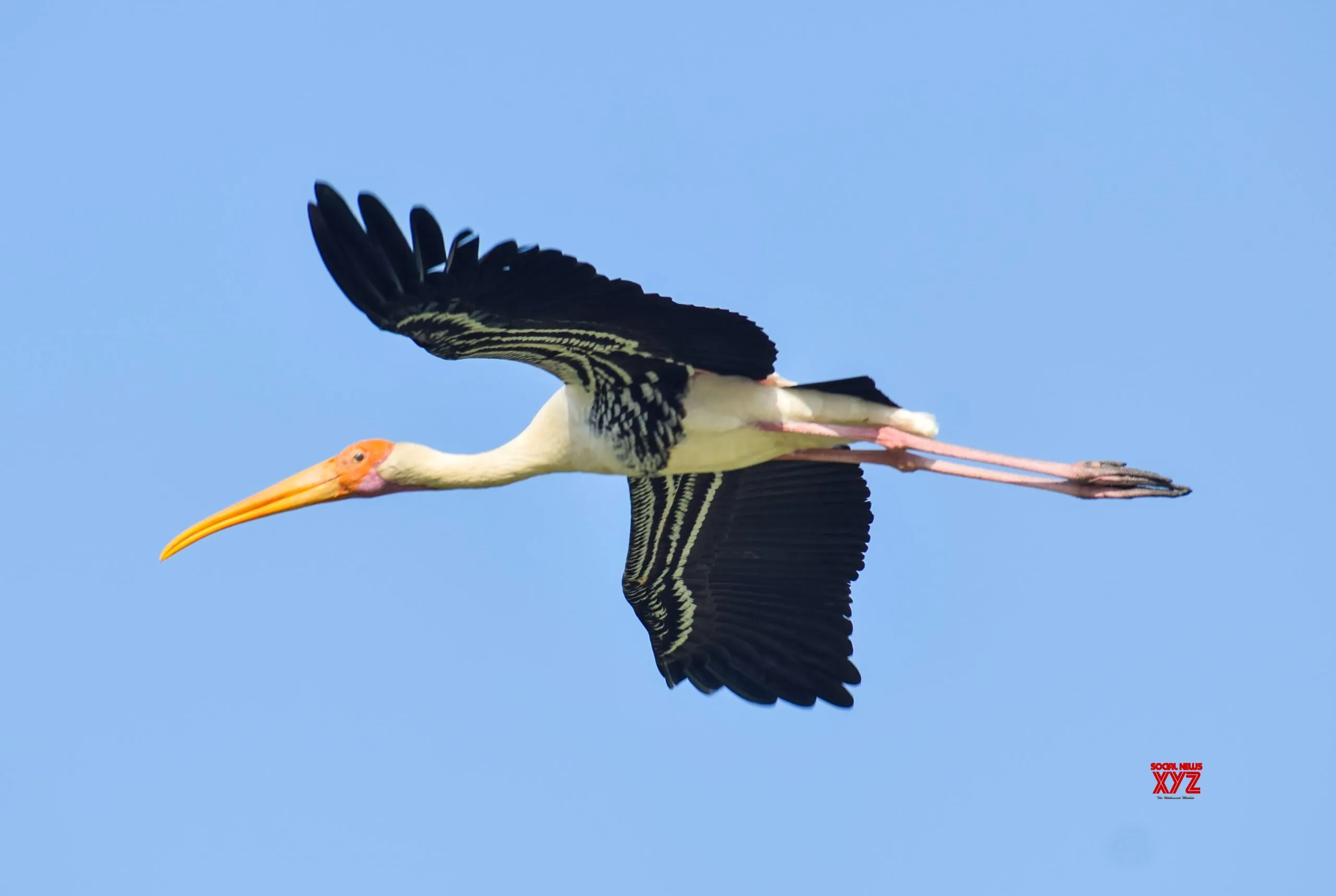Gurugram: Migratory Birds Arrive at Sultanpur National Park #Gallery