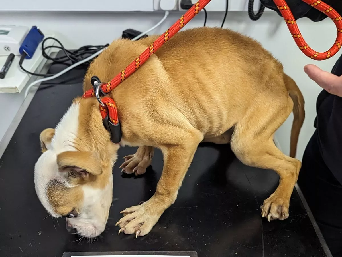 Birmingham mum concealed bulldog with dreadful body score when RSPCA came knocking