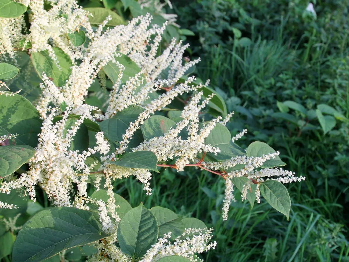 Four 'aggressive' plants that could cost you thousands and devalue your home