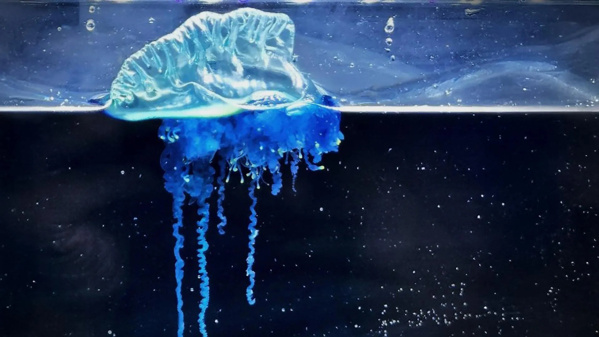 There's a New Portuguese Man O’ War Species Named After a Samurai Warrior