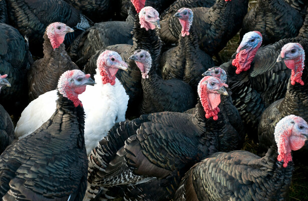 Farmers call for housing order as bird flu outbreak confirmed in commercial turkey flock in Carlow