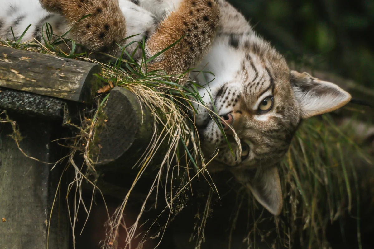 Trio of rescued lynx settling ‘incredibly well’ into new home, keepers say