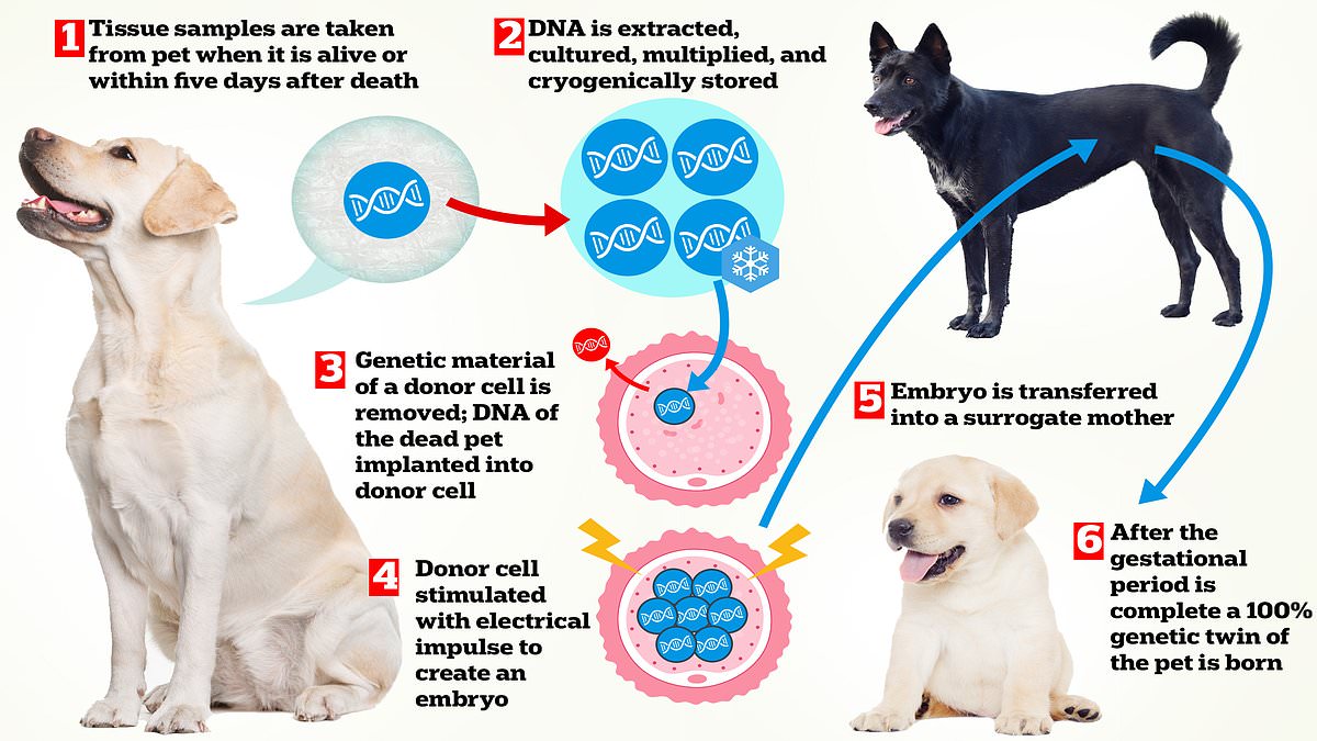 Would you pay $50,000 to clone your pet? As Tom Brady duplicates his old family dog, scientists reveal why cloned animals are NOT identical to the original pet