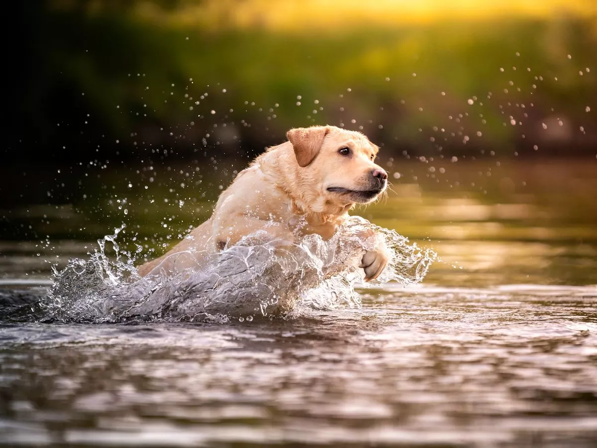 Pet owners blamed for 'polluting Welsh rivers'