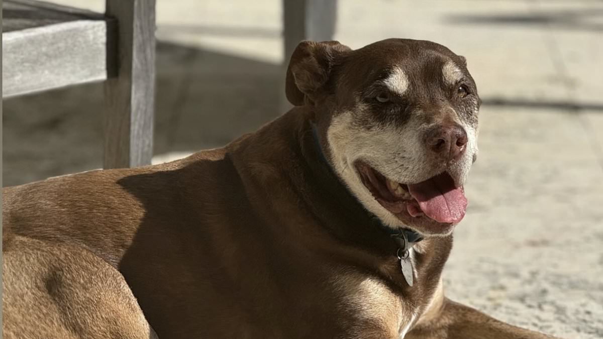 Tom Brady stuns fans by revealing his dog Junie is a CLONE of old family pet after they drew blood before its death