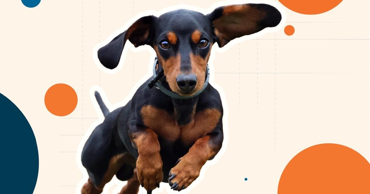 Lively, Loyal and Oh-So-Low to the Ground: The Dachshund