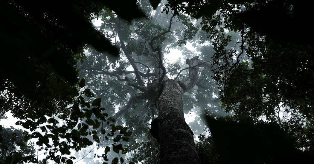 Brazil Proposes a New Type of Fund to Protect Tropical Forests