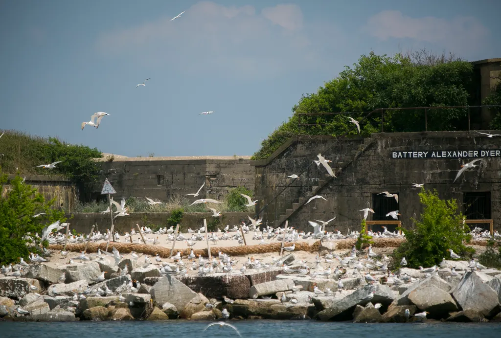 Editorial: New island will serve waterfowl and allow Fort Wool restoration