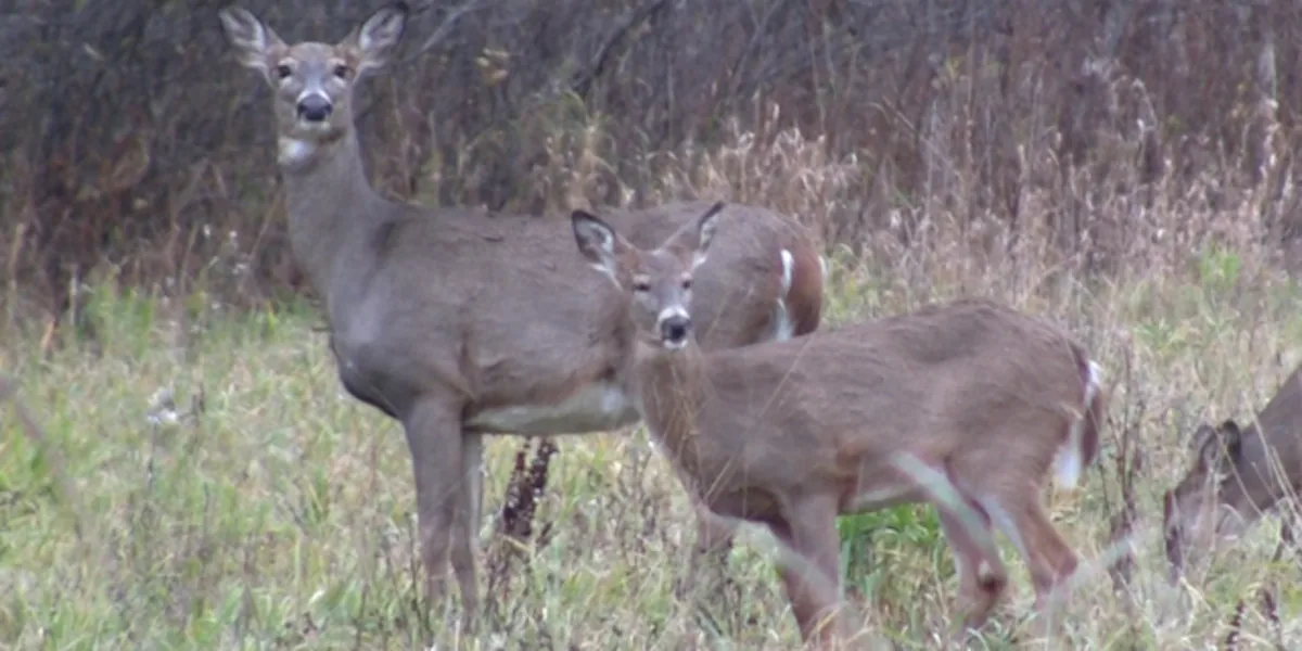 Gun deer season begins Nov. 22 in Wisconsin: What you need to know