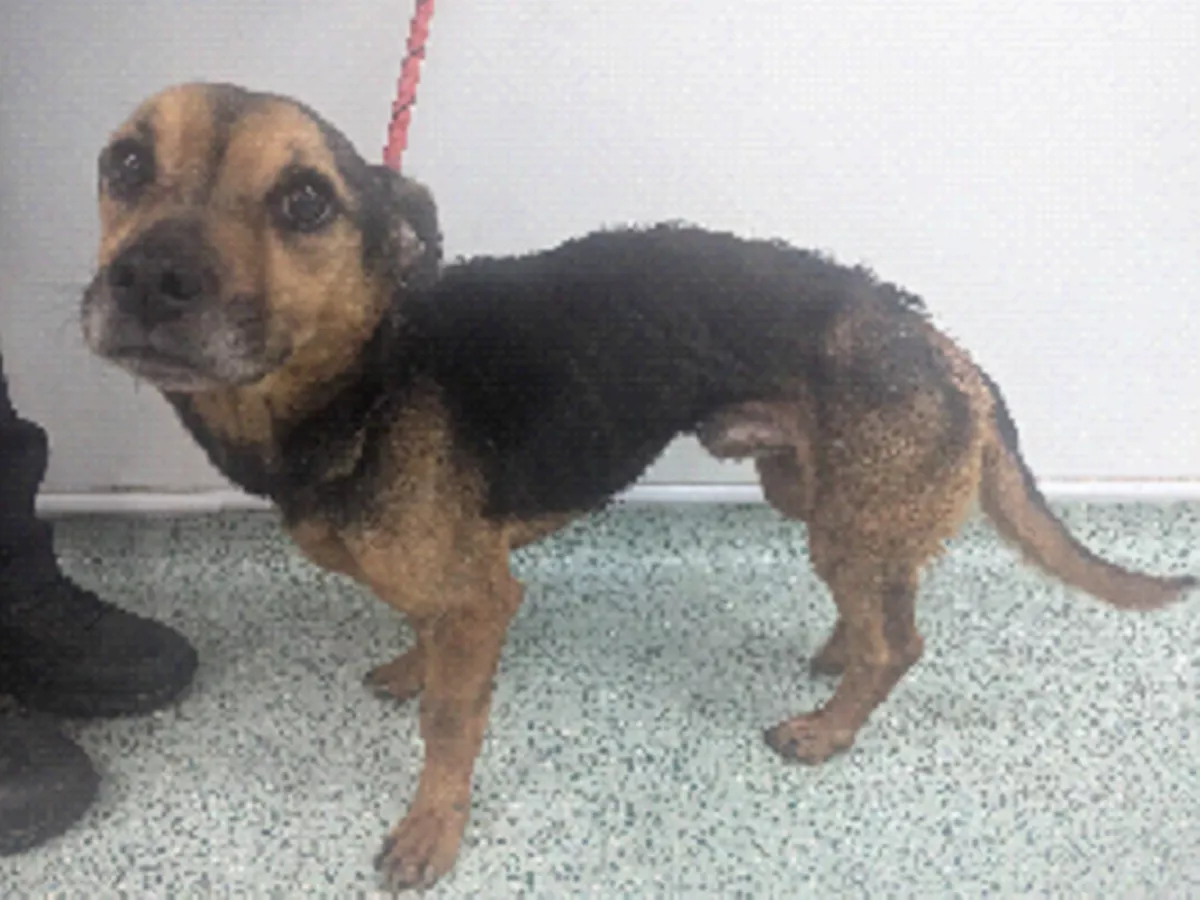 Couple banned from having pets after starving flea-ridden dog and kittens