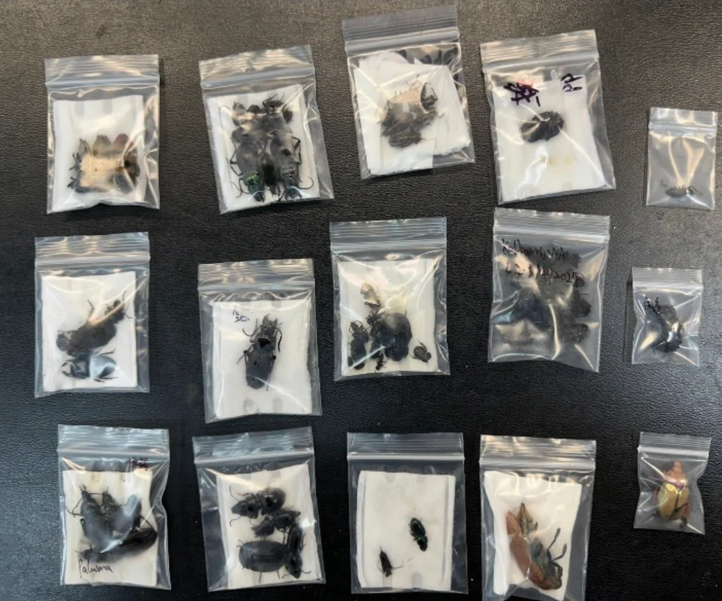 Student spider smuggler hit with massive fine in Australia for wildlife crime