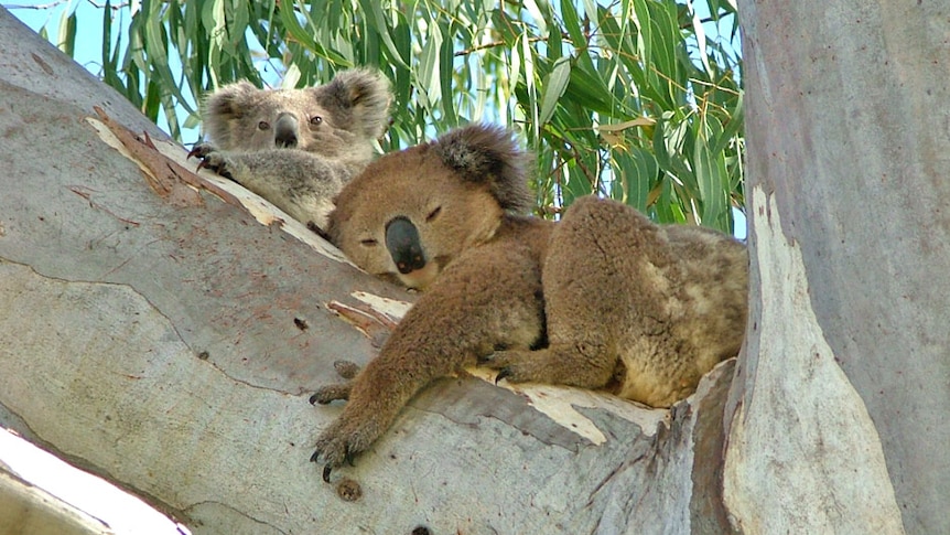 Estimated koala numbers triple, but advocates dispute CSIRO's figures
