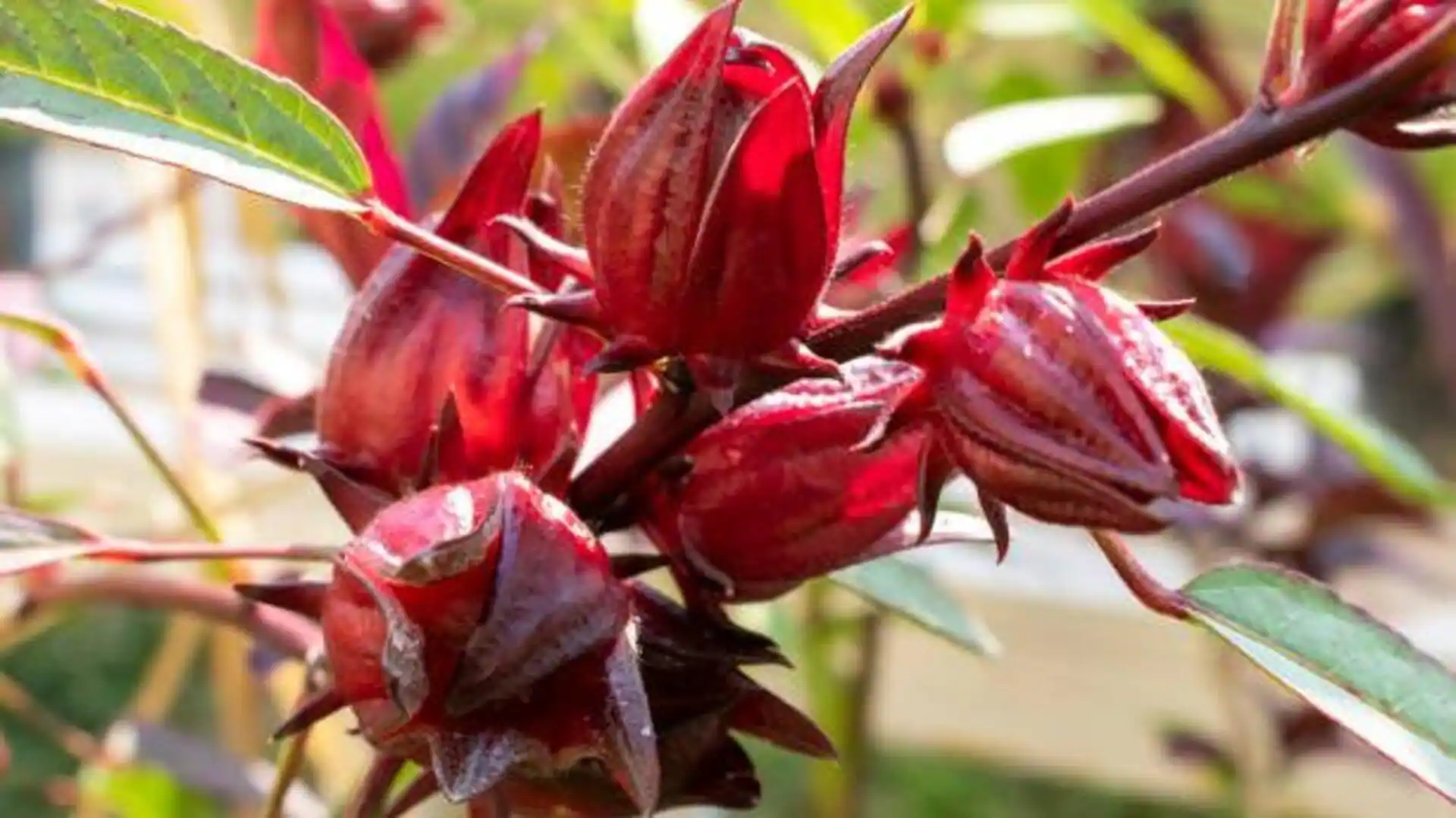 Why you should know about roselle plant