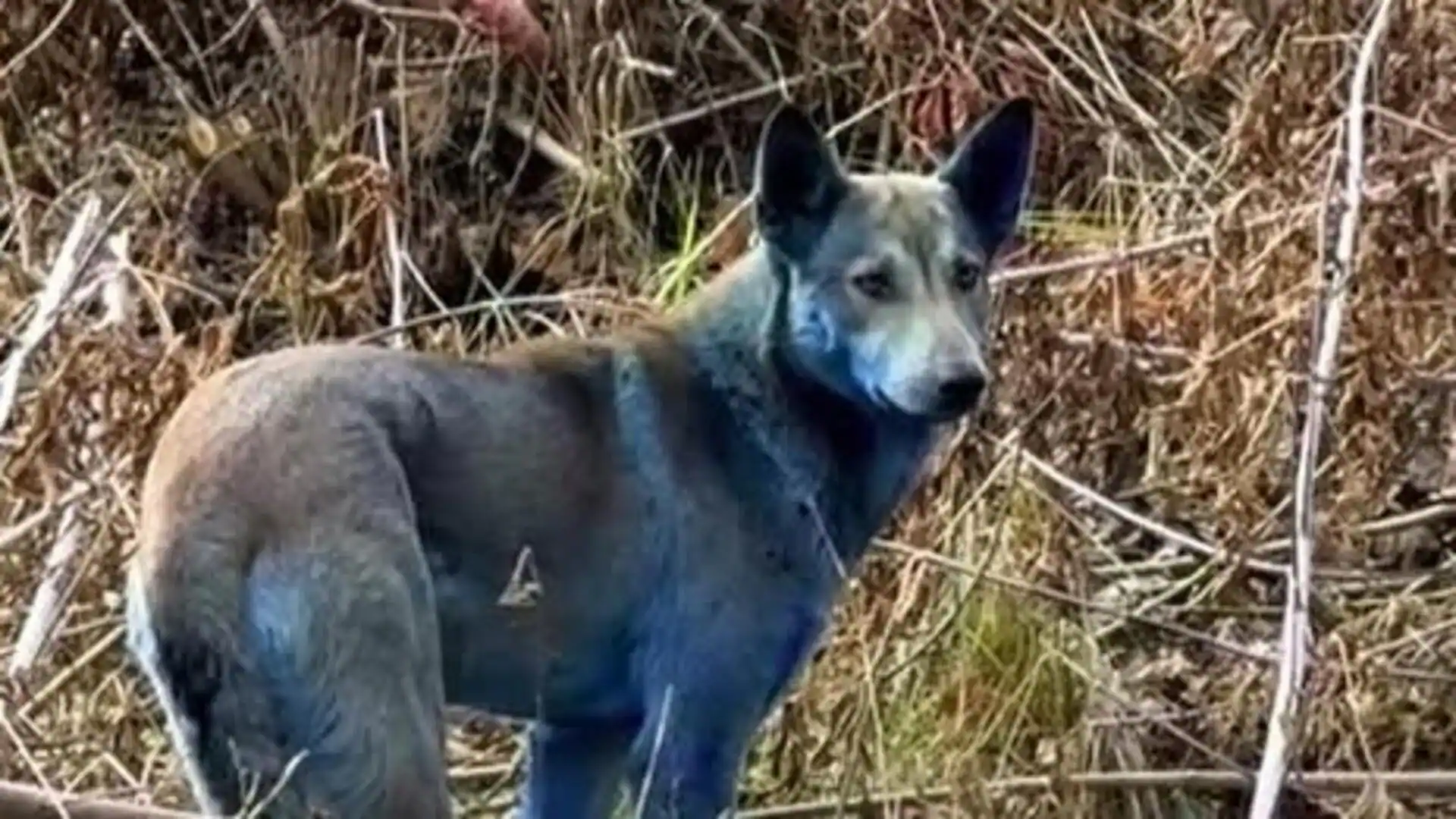 Blue dogs seen in Chernobyl: Are they real or fake?