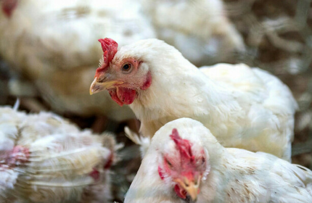 Compulsory housing order for poultry and captive birds introduced after bird flu outbreaks
