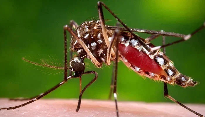 Anti-dengue drive underway in Gujrat